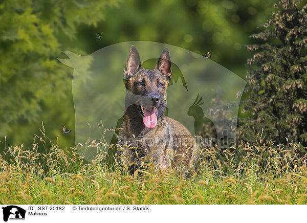 Malinois / Malinois / SST-20182