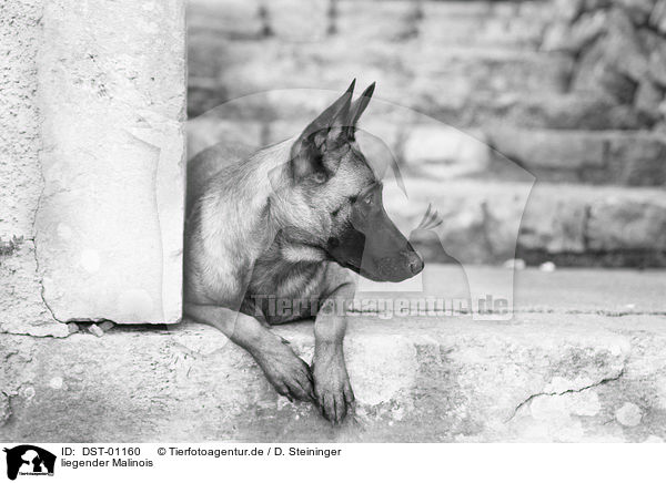 liegender Malinois / lying Malinois / DST-01160