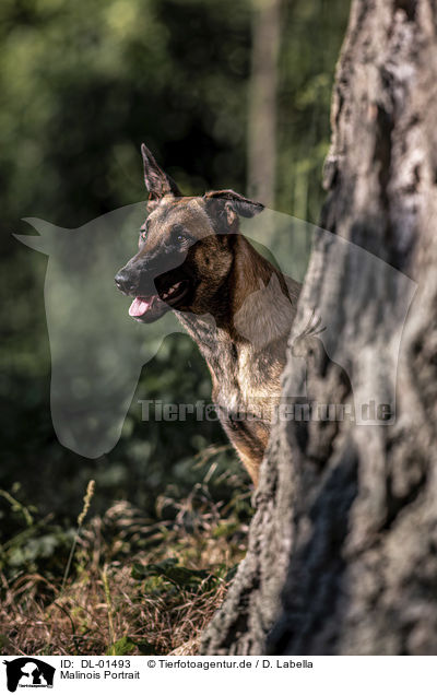 Malinois Portrait / Malinois portrait / DL-01493