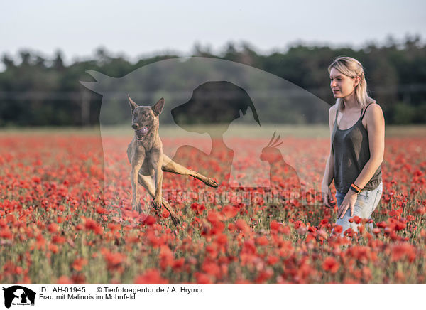 Frau mit Malinois im Mohnfeld / woman with  Malinois in the poppy field / AH-01945