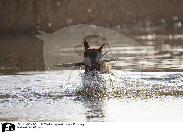 Malinois im Wasser / Malinois in the water / KJ-03496