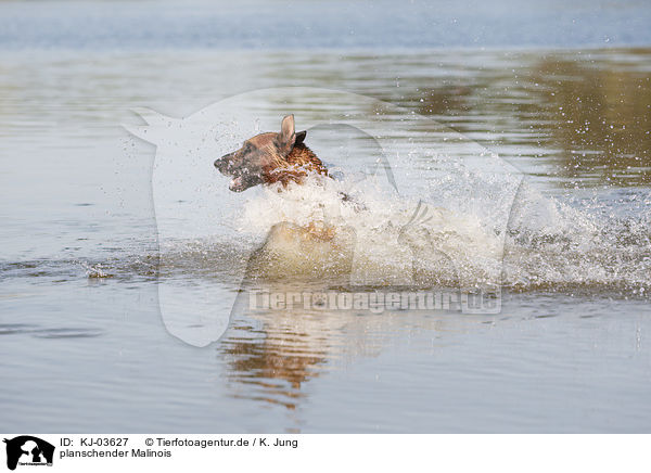 planschender Malinois / splashing Malinois / KJ-03627