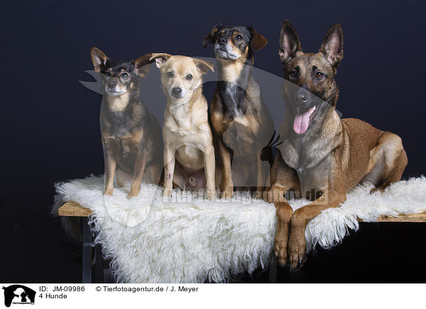 4 Hunde / 4 dogs / JM-09986