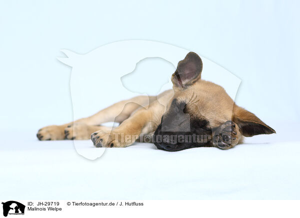 Malinois Welpe / Malinois Puppy / JH-29719