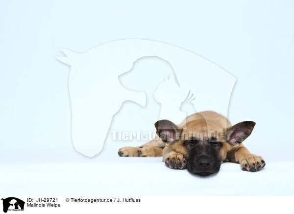 Malinois Welpe / Malinois Puppy / JH-29721