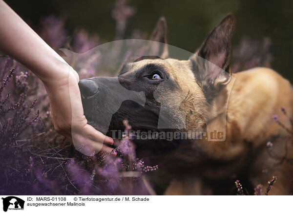 ausgewachsener Malinois / adult Malinois / MARS-01108