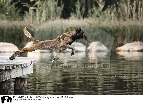 ausgewachsener Malinois / adult Malinois / MARS-01114