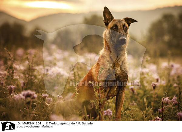 ausgewachsener Malinois / MARS-01254