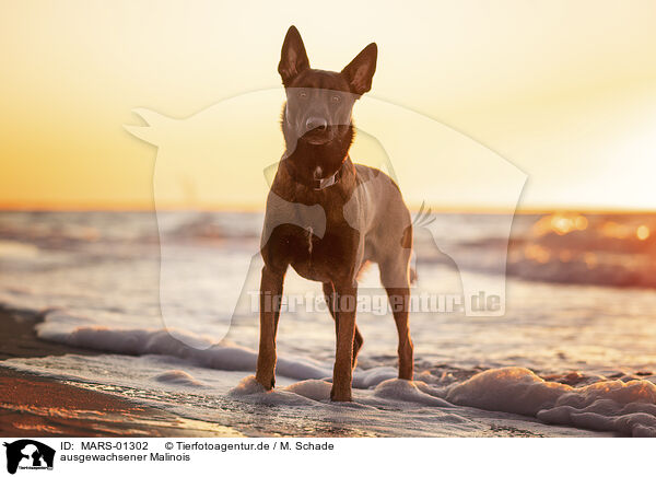 ausgewachsener Malinois / adult Malinois / MARS-01302