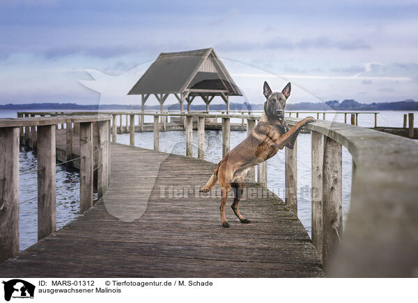 ausgewachsener Malinois / adult Malinois / MARS-01312