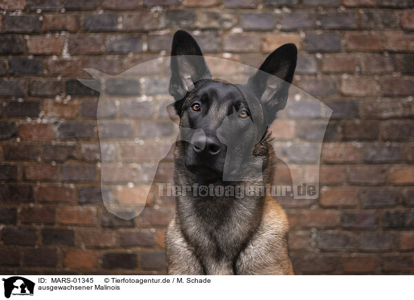 ausgewachsener Malinois / adult Malinois / MARS-01345