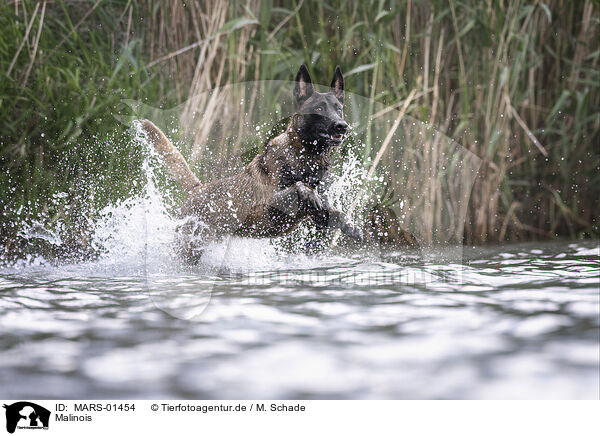 Malinois / Malinois / MARS-01454