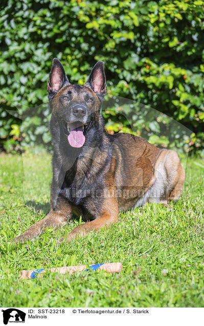 Malinois / Malinois / SST-23218