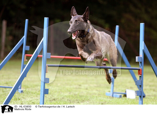 Malinois Rde / male Malinois / HL-03850