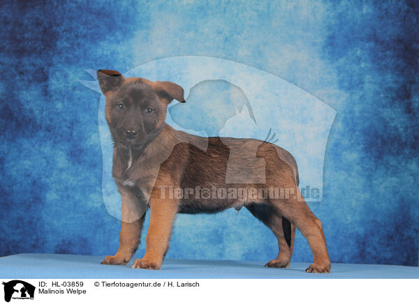 Malinois Welpe / Malinois Puppy / HL-03859