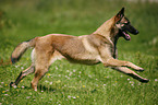 rennender Malinois