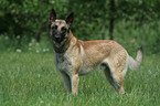 Malinois auf Wiese