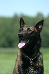 Malinois Portrait