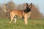 Malinois auf Wiese