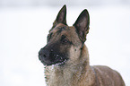 Malinois im Schnee