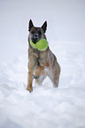 Malinois im Schnee