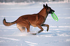 Malinois im Schnee