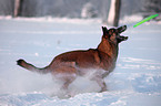 Malinois im Schnee