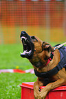 Malinois beim Ringsport