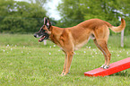 Malinois