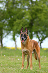 Malinois