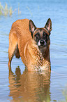 badender Malinois