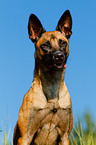 Malinois Portrait