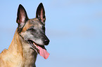 Malinois Portrait