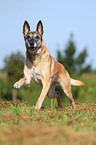 rennender Malinois