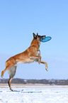 spielender Malinois