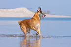 rennender Malinois