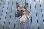 sitzender Malinois