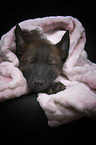 schlafender Malinois Welpe