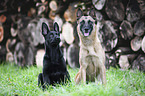 Malinois mit Deutscher Schferhund