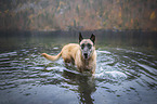 Malinois im Wasser