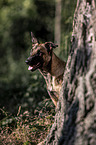 Malinois Portrait