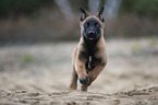 Malinois Welpe