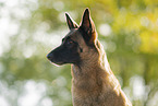 Malinois Portrait