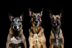 3 Malinois