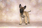 Malinois Welpe