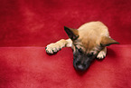 Malinois Welpe