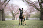 Malinois