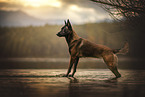 Malinois