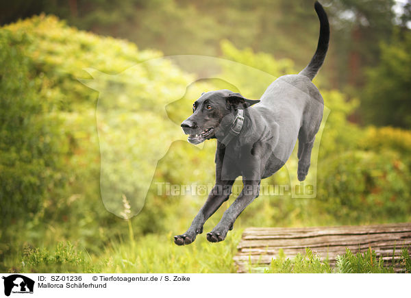 Mallorca Schferhund / Ca de Bestiar / SZ-01236