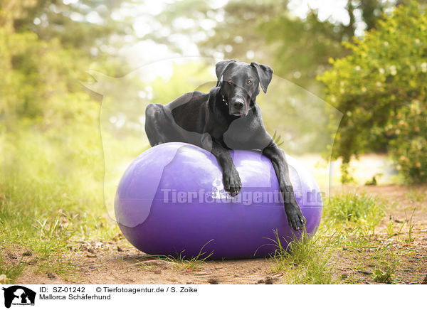 Mallorca Schferhund / Ca de Bestiar / SZ-01242